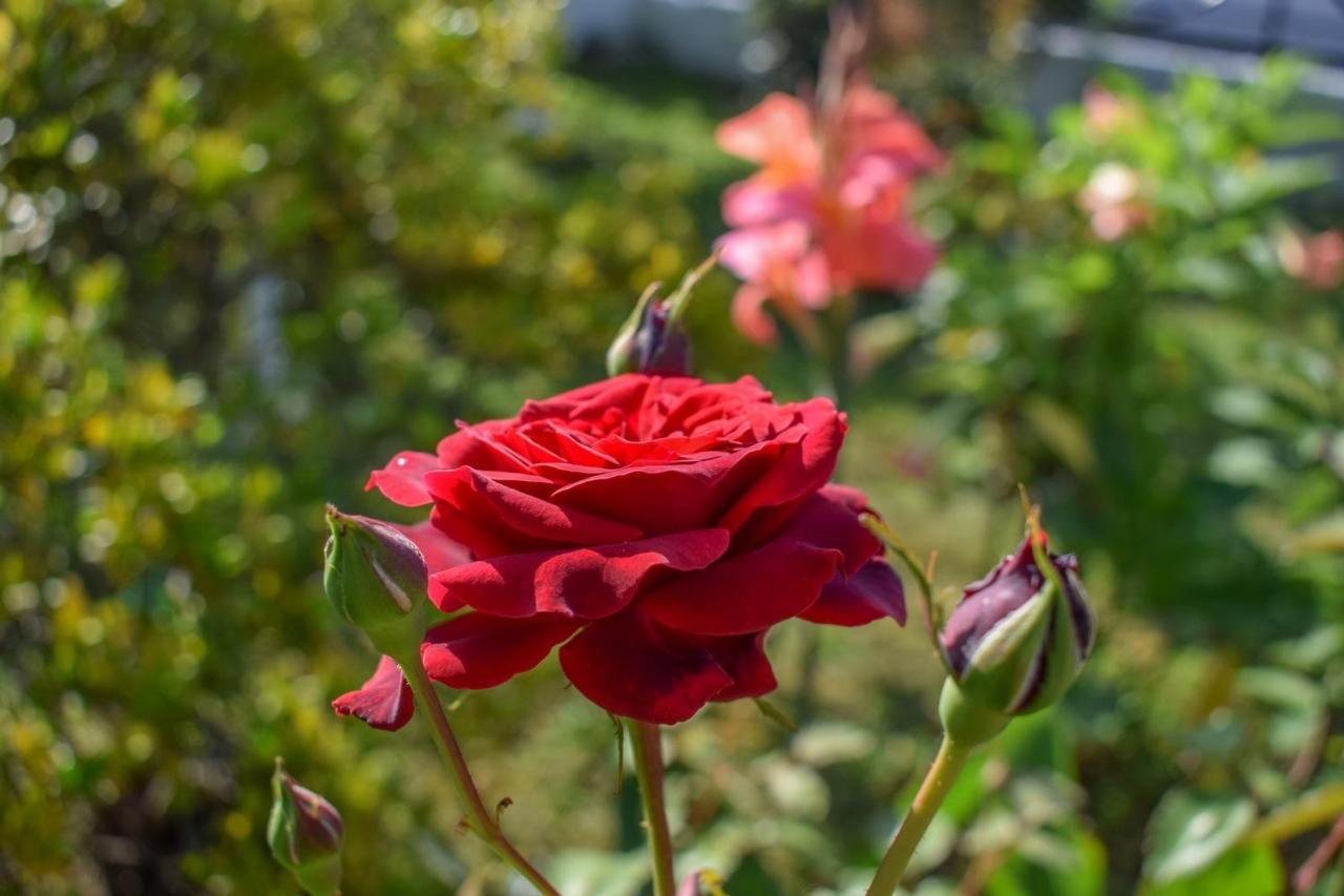 Rose Garden Apartments Mytikas  Bagian luar foto